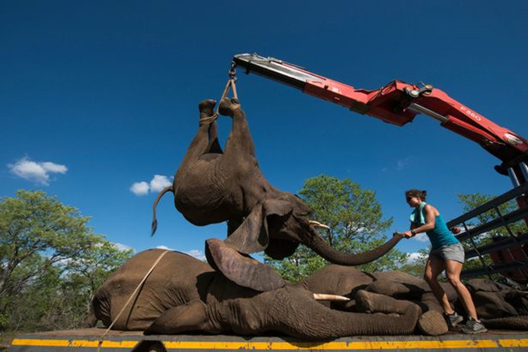 大象吊装图
