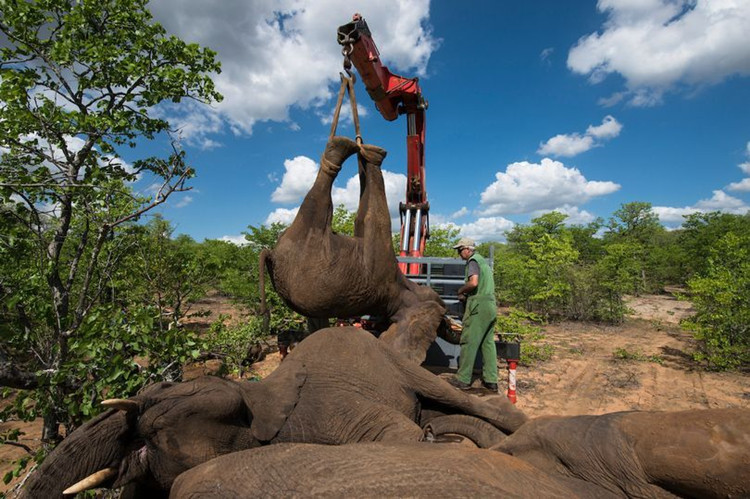 工作人员正在吊装大象